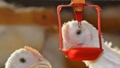 怎样正确稀释与使用禽用疫苗？