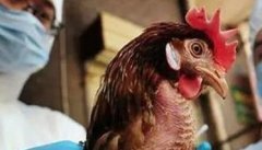 禽流行性感冒的主要症状与防治方法