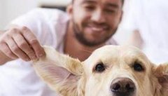 宠物狗的家庭养护 对宠物狗各种病症如何管护