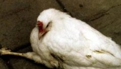 家禽重大传染病的控制原则和主要措施