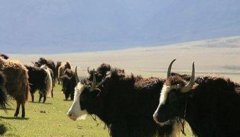 中国牦牛目前主要有哪些品种（类群)