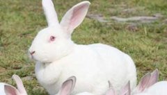 兔子的尾巴有什么作用？