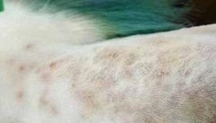 犬真菌性皮肤病症状表殃，如何诊断与治疗