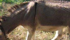 驴的繁殖周期多长时间 驴的繁殖技术要点