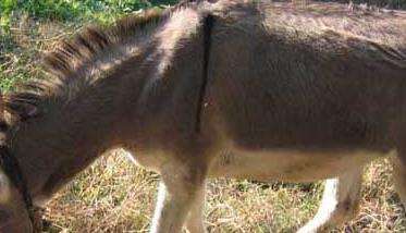 驴的繁殖周期