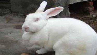 獭兔的巴氏杆菌病如何防治