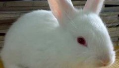 兔子球虫病症状简介 兔子球虫病怎么治?