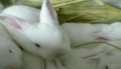幼兔饲养遵循什么原则 加强幼兔管理的六个关键