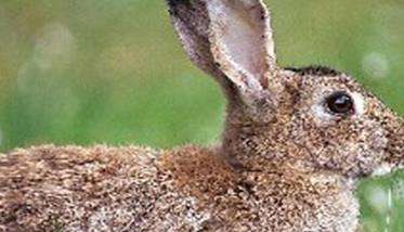 空怀期母兔的饲料供应