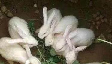兔繁殖方式