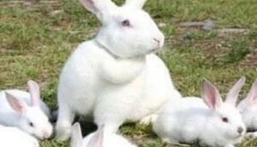 幼兔和青年兔的饲养