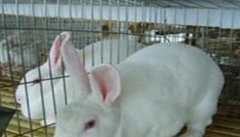 肉兔养殖五项必知技术