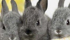 家兔的饲养方法与哪些因素有关系
