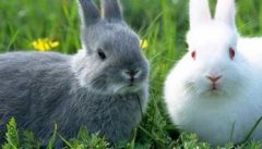 家兔怎么养 春节家兔的繁殖方法