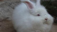 春季长毛兔高效养殖新技术