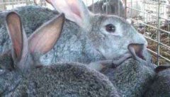 兔粪的利用及处理方法