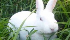 兔子的常见病认识及其防治