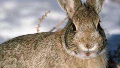 介绍五种喂养兔子的常用饲料
