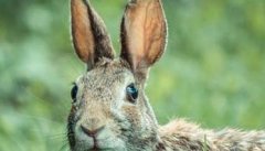 野兔的养殖前景分析