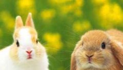 宠物兔养殖有哪些注意事项？