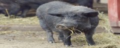 长的最快的黑猪品种