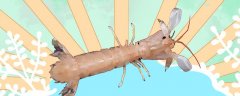 皮皮虾是什么，可以养殖吗