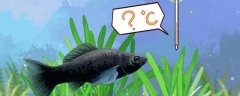 黑玛丽鱼是热带鱼还是冷水鱼?水温多少合适