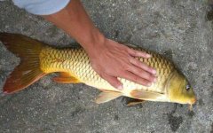 玉米钓鲤鱼的方法和技巧