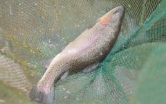 虹鳟鱼的钓法和技巧