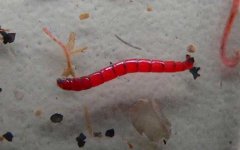 红虫和蚯蚓的区别
