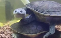 长颈龟是什么龟？