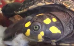 黄头侧颈龟是什么龟？