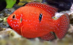 红宝石鱼是什么鱼？