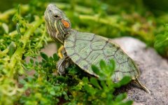 巴西彩龟是什么龟？