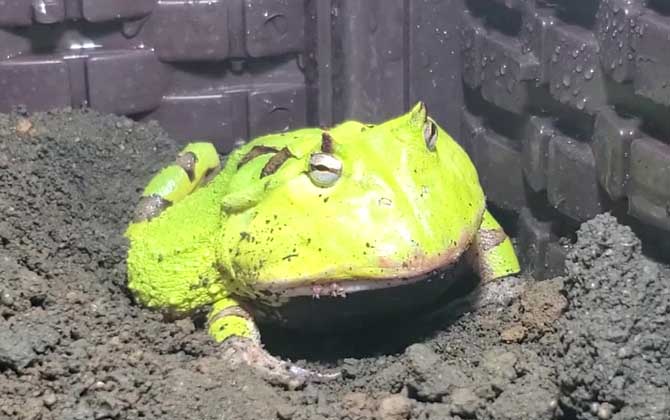 霸王角蛙