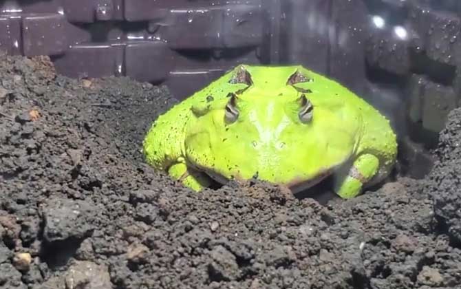 霸王角蛙