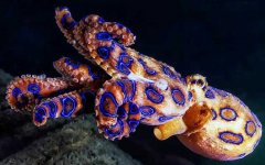 蓝环章鱼是什么动物？