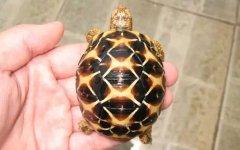 星龟是什么龟？