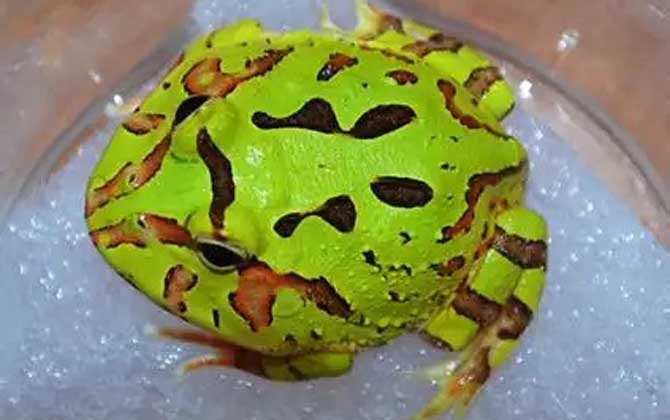 绿角蛙