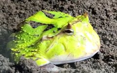 绿角蛙是什么蛙？
