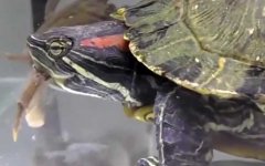 巴西龟价格多少钱一只？