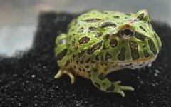 南美角蛙是什么动物？