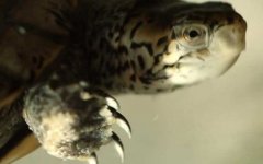 乌龟为什么能活那么久？