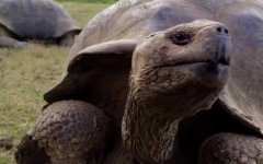 加拉帕戈斯象龟是什么龟？