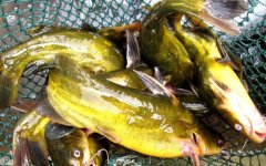 黄颡鱼养殖技术及病害防治