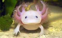 美西螈是什么动物？