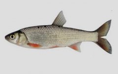 雅罗鱼是什么鱼？
