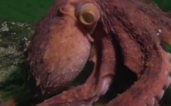 北太平洋巨型章鱼是什么动物？
