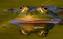 虎纹蛙是什么动物？