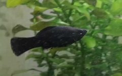 黑玛丽鱼是什么鱼？